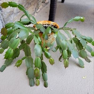 Homegrown Christmas Cactus